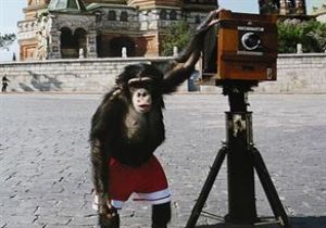 Şempanzenin Çektiği Fotoğrafa 76 Bin Dolar!